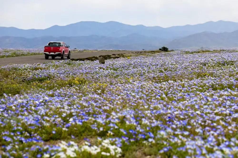 El Niño provoca chuvas tão intensas que até no deserto nascem flores