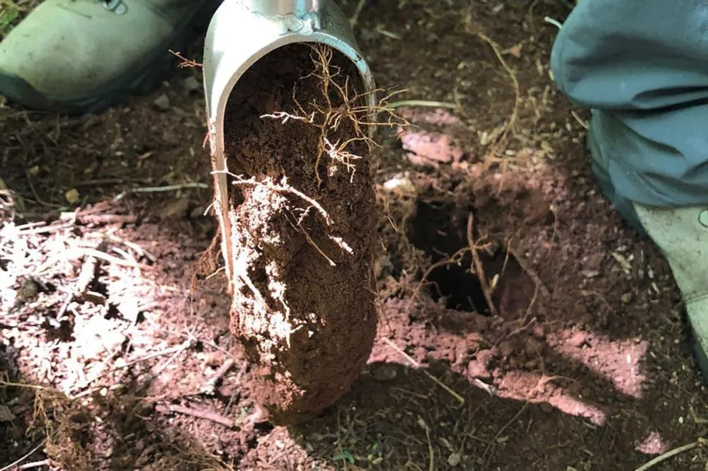 Manejo adequado amplia potencial produtivo do solo no Paraná