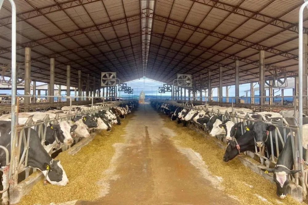 Arapoti está entre as cidades que mais produzem leite no Brasil