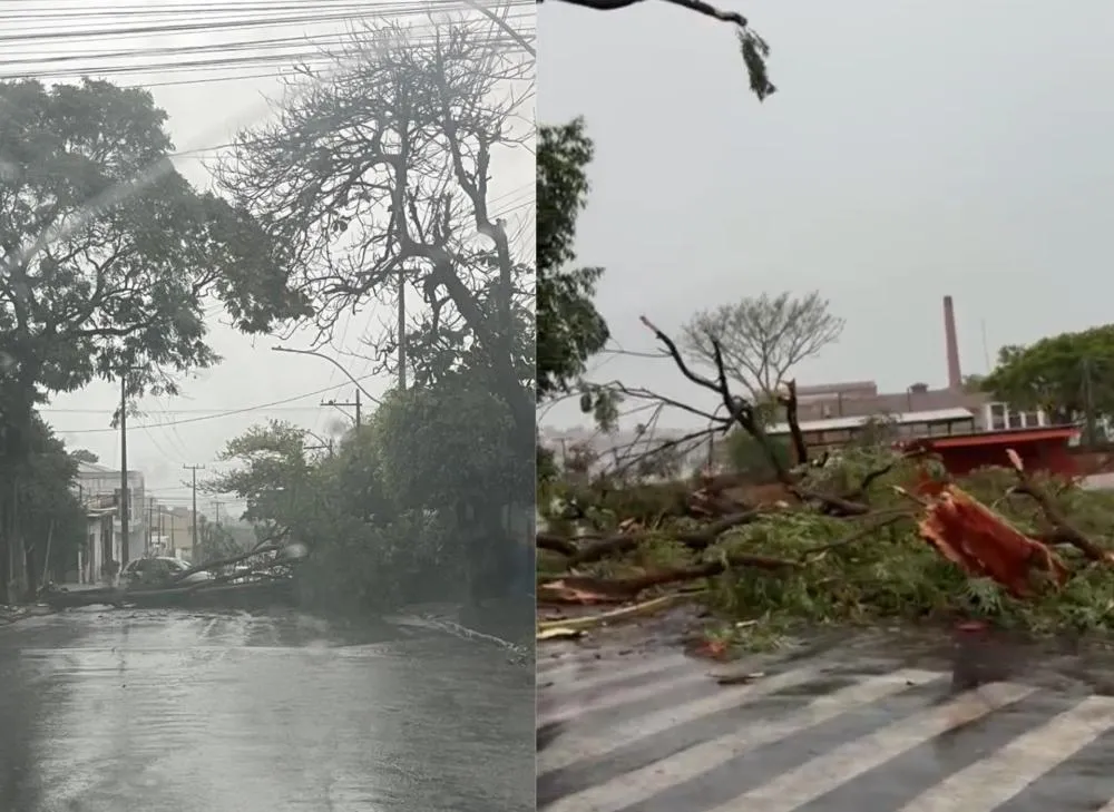 Temporal abre outubro com força e derruba árvores em Wenceslau Braz e Jaguariaíva