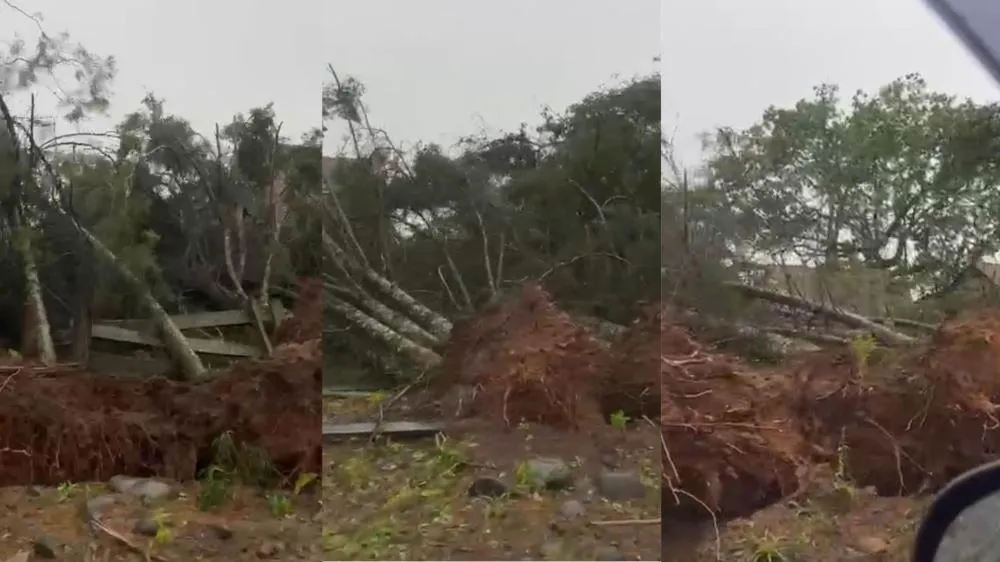 Vendaval arranca diversas árvores pela raiz em Tomazina
