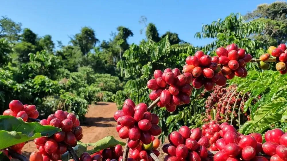 Boletim do Agro aponta aumento na exportação de soja e café mais barato nas prateleiras